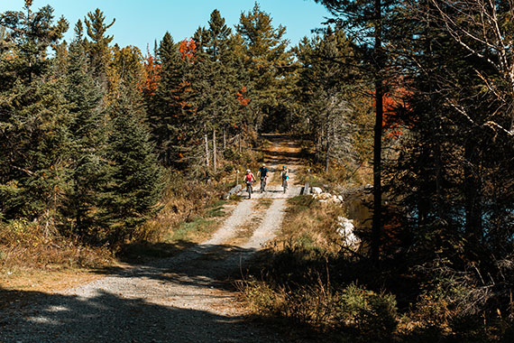 dirt path through the trees