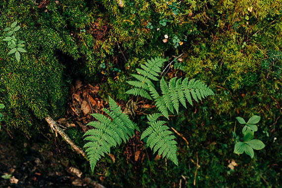 close up on a fern